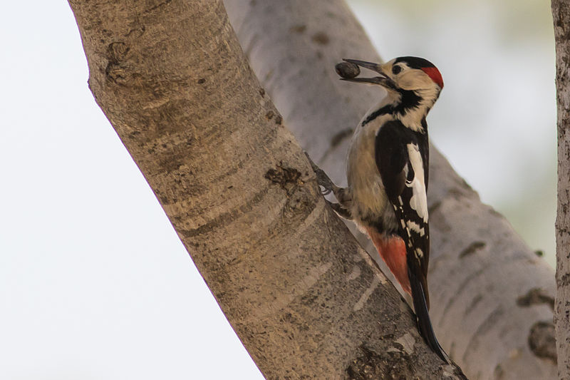 File:Dendrocopos syriacus Israel1.jpg