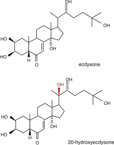 File:Ecdysteroides.jpg