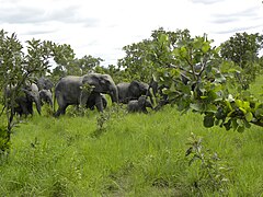 Troupeau d'éléphants