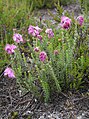 Erica tetralix (de: Glockenheide) Seeltersk: Dopheede