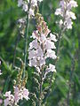 Linaria purpurea