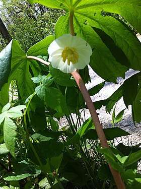 Prærie-Fodblad (Podophyllum peltatum) Foto: Heiditoronto