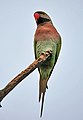 Dari populasi liar di Kolkata, Bengal Barat, India.