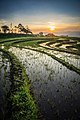 Rizières en terrasse près de Lawang