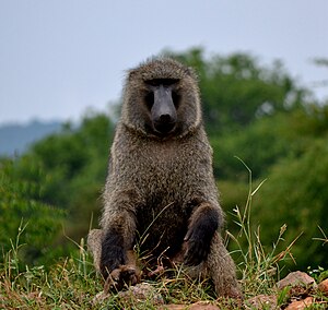 Anubispavian im Akagera-Nationalpark