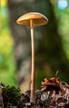 16 Wald-Kahlkopf (Psilocybe pelliculosa)-20191014-RM-112540 uploaded by Ermell, nominated by Tomer T,  18,  0,  0