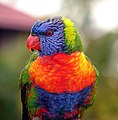 "Wet_Lorikeet.jpg" by User:Boricuaeddie