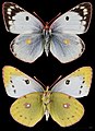 Colias hyale, ♀