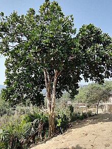 Magnolia pterocarpa tree.jpg