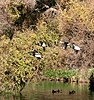 Seite 28: File:Mallard ducks in flight.jpg Autor: Brocken Inaglory* Lizenz: GNU 1.2+, CC BY-SA 3.0, CC BY-SA 2.5, CC BY-SA 2.0, CC BY-SA 1.0