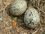 јаја врсте Larus heermanni