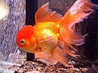 Oranda