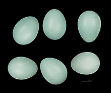 Turquoise-colored eggs