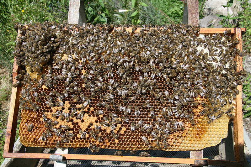 File:Bienen auf Wabe 2.jpg