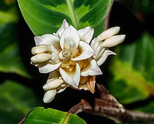 Calathea warscewiczii - Wilhelma.jpg