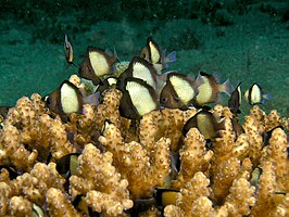 Acropora loripes