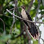 Thumbnail for Pheasant cuckoo