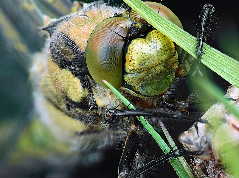 File:Libelle im Naturschutzgebiet Kreuzhorst bei Magdeburg.jpg