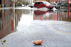 Lone Potato (8143656377).jpg