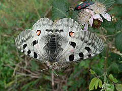 Parnassius apollo pyrenaicus (Pyrénées, France).