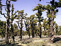 山火事で生存し幹から萌芽を伸ばすマツの一種Pinus canariensis