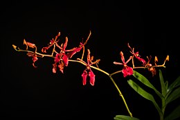 Renantera (Renanthera philippinensis)