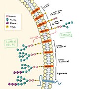 Síntesis del dolicol y N-glicosilación.jpg