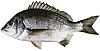 Southern black bream