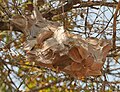 Nest in Kinnerasani Wildlife Sanctuary, Andhra Pradesh, India.