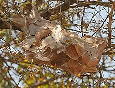 Cuib de furici în Sanctuarul Wildlife Kinnerasani, India