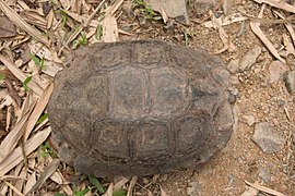 Manouria-emys-kaeng-krachan-national-park-above-640x426.jpg