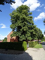 Naturdenkmal Linde bei der Kirche in Neufirrel