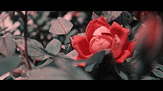 A Cinematic Rose in Two-Strip Technicolor Letterboxing.jpg