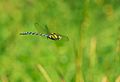 Aeshna cyanea male in flight