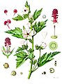 Althaea officinalis L.