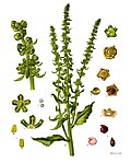 Beta vulgaris — Свёкла обыкновенная