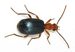 Brachinus-explodens-04-fws.jpg