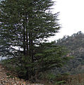 Tree in Rif Mountains, northern Morocco