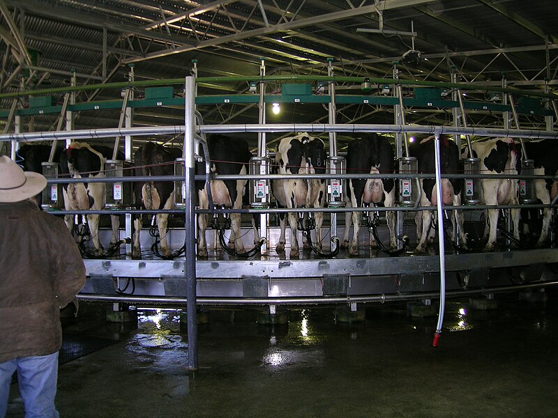 File:Dairy NSW.JPG