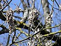 6/ à Thônes (Haute-Savoie, France) un 25 mars Fraxinus excelsior