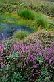 Calluna vulgaris (de: Besenheide) Seeltersk: Riesheede, Fodderheede