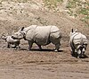 Indian Rhinoceros