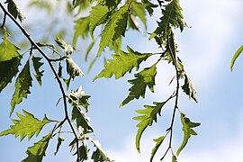 Leaves of var. heterophylla 'Aspleniifolia', Belfast Botanic Garden