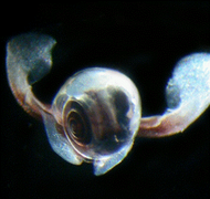 Limacina antarctica.