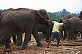 Pulling an elephant (Sri Lanka)