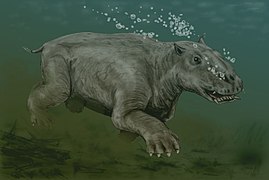 Paleoparadoxia