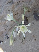 Pancratium sickenbergeri 2.jpg