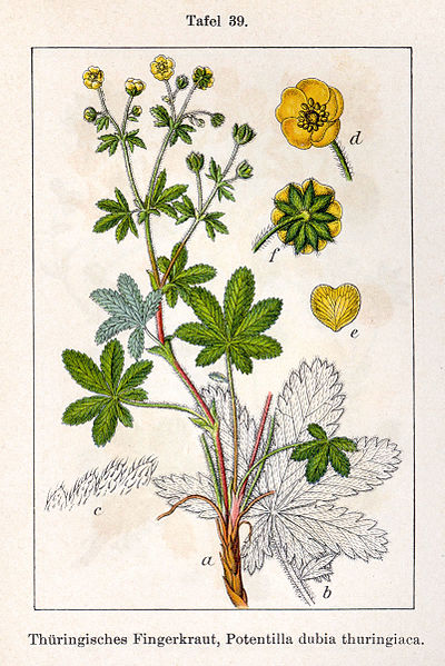 File:Potentilla sp Sturm39.jpg