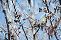 Serin cini (Serinus serinus),Tunisie