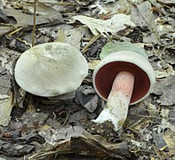 Boletus firmus